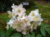 helleborus niger 'White Magic'